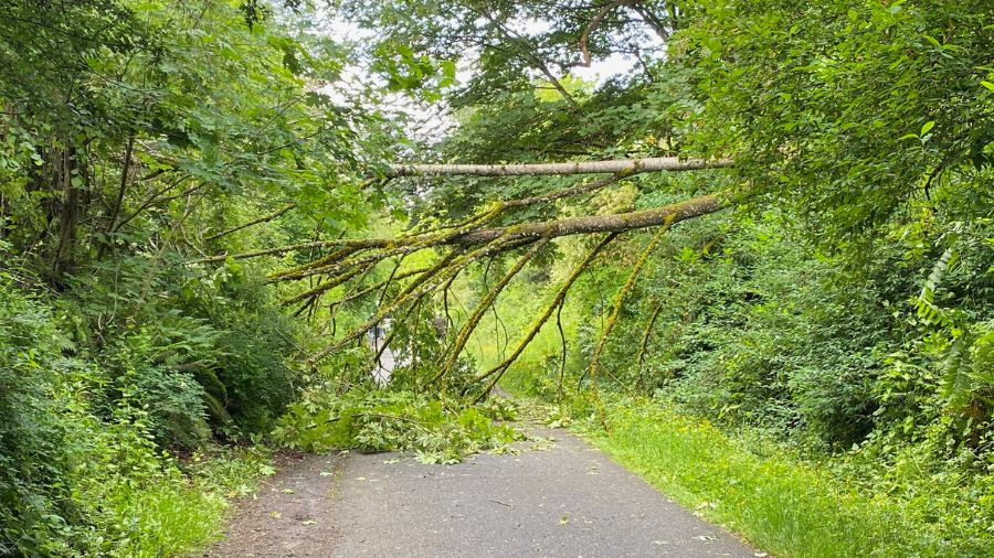 Image: These two trees were spotted down along the tree lines of the Burke-Gilman trail on Monday, ...